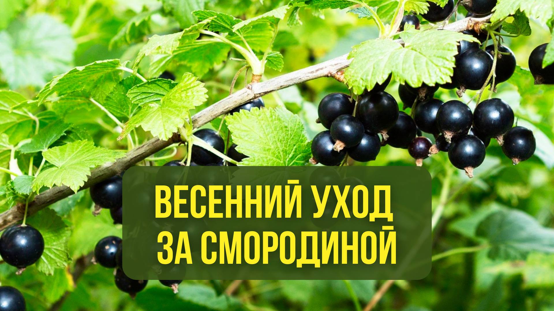 Весенний уход за смородиной