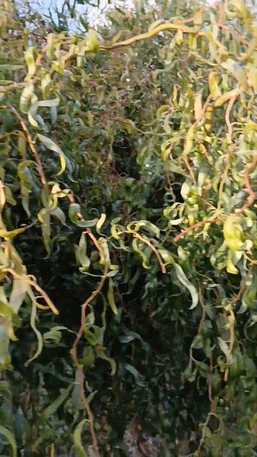 ива матсудана смотреть онлайн