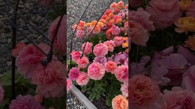 Прекрасное утро! Влюблена!