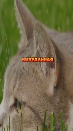 Территория кошек