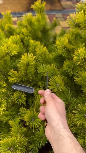 Опасная бритва 💣 Артикул Wb: 259277978 ✔️ #edc #хигонокам смотреть онлайн