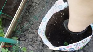 Сажаем огурцы в ведра и баклаги, эксперимент