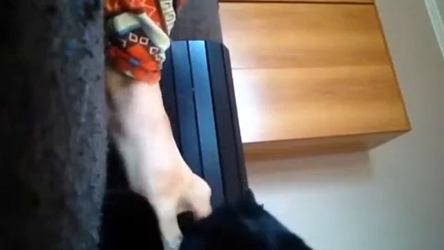 Глажу свою кошку Инессу смотреть онлайн