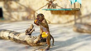 В вольере Люси жизнь кипит!Как делить апельсины, Тосе убежать от страшной жужжалки, про пакеты и т.д