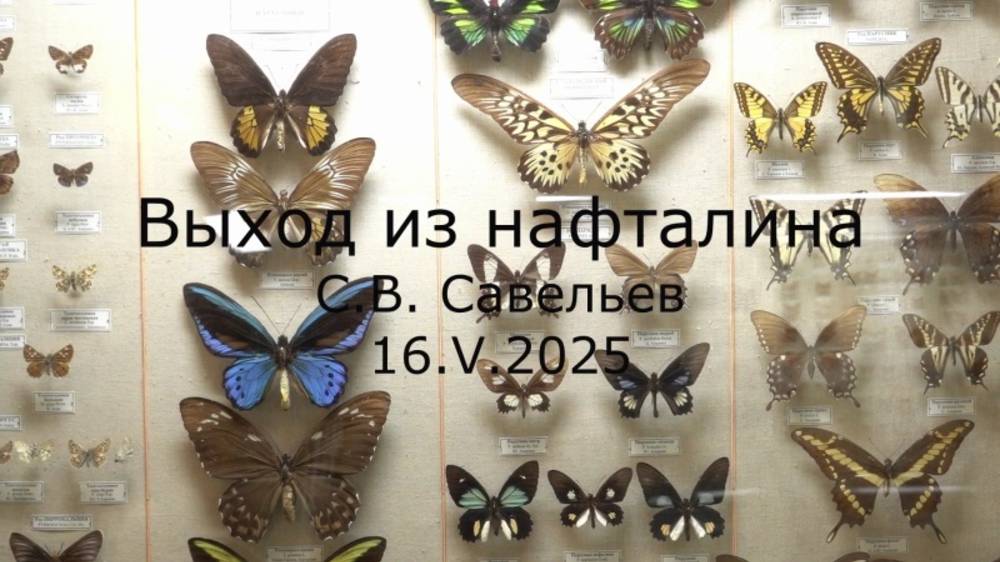 С.В. Савельев - Выход из нафталина смотреть онлайн