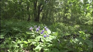 11-05-2025 Майские цветы