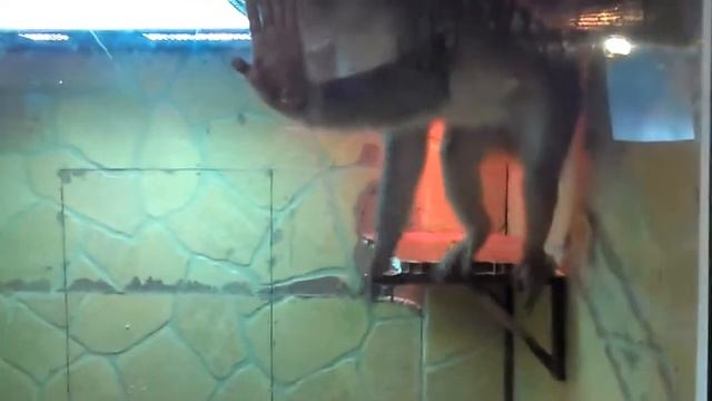 Копия видео "обезьянка" смотреть онлайн