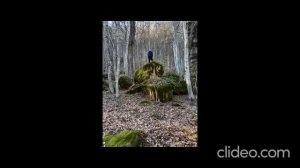 страшные истории. про лес и болота