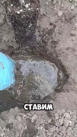 Как правильно высаживать Помидоры в Грунт?