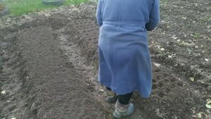 Посадка Лука И Чеснока Под Зиму!