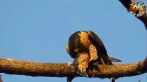 Мана лочин аслида канака куш #табиат_хакида #билиб_олинг