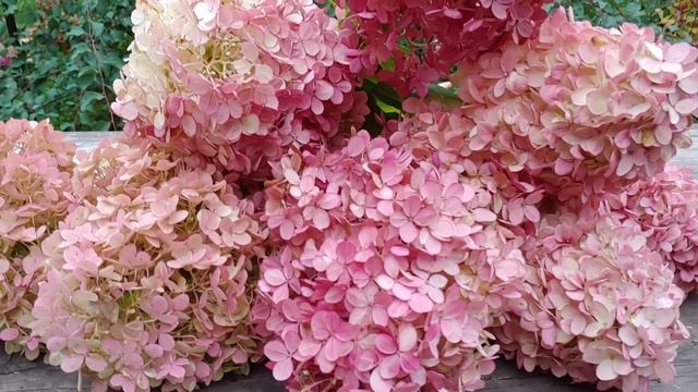 Делаем букет из гортензий на зиму. Как высушить соцвет смотреть онлайн
