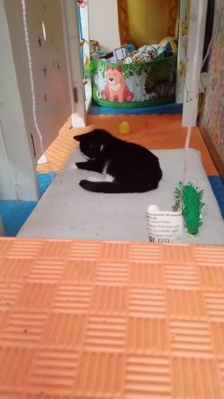 кот Сенька(2часть)
