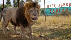 КРЫМ. БЕЛОГОРСК. Парк Львов "Тайган". Часть 1-ая.