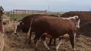 Загуляла корова. Бык молодой, неопытный..