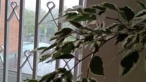 Не май месяц/Дождь, снег, везу рассаду в село/