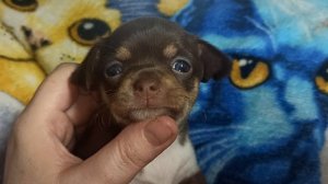 Открыта для резерва #СКИДКИ #какие_документы_должны_быть_у_щенка_чихуахуа 89215950848