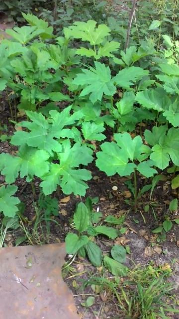 Новый вид оружия России смотреть онлайн