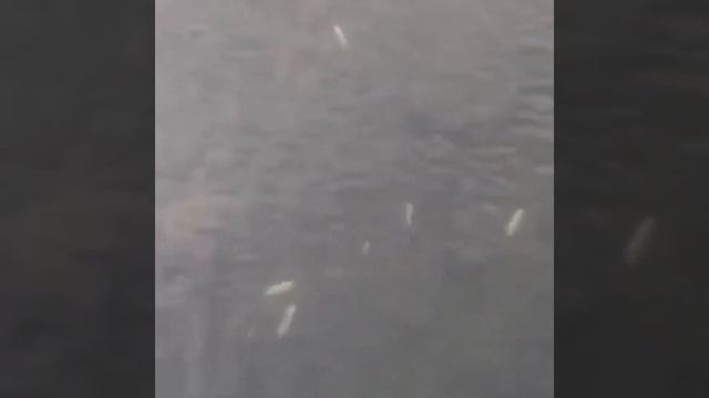 Массовая гибель рыбы под Красноярском смотреть онлайн