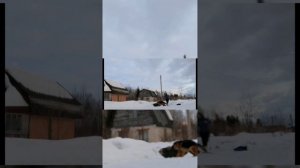 Немецкая овчарка, охрана хозяина#собака #охранадома#немецкаяовчарка