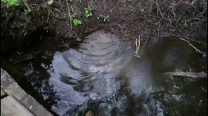 Увидеть морду врага