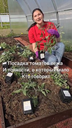 🍅 Посадка томатов лёжа и тонкости, о которых мало кто говорит.