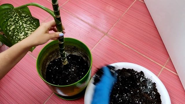 Посадка диффенбахии - это просто! 5 минут и грунт новый, смотреть онлайн