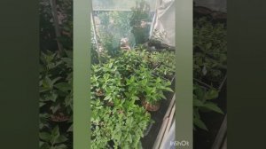 Система туманообразования своими руками🚿🔧. Саженцы