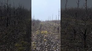 Схема посадки грушки на ва29 #садпавлюка