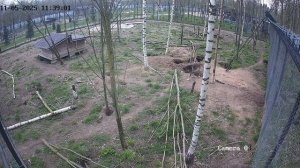 Волк готовит логово к появлению потомства‼️ кадры из видеонаблюдения.