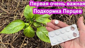 Даже дохлые перцы вмиг пойдут в рост и дадут шикарный урожай. Увеличиваем урожай
