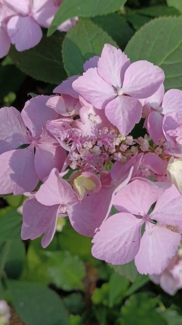 Hydrangea serrata Bluebird. Varieties of hydranges. Гортензия Блюберд #garden #sho смотреть онлайн