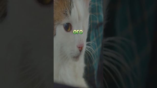 Что будет если исчезнут все кошки
