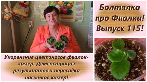 Болталка про Фиалки! Выпуск 115! Укоренение цветоносов фиалок-химер. Демонстрация результатов!