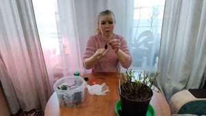 18.02.25.Черекование гортензии в преформы Джиффи. Результ