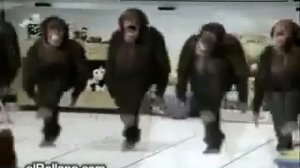 Обезьяны танцуют под лезгинку  Танцующие обезьяны