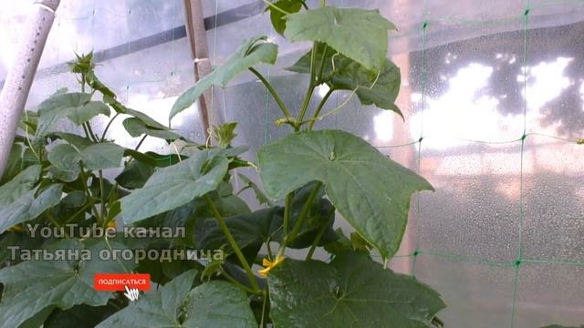 ВСЕГО 1 ОБРАБОТКА И НЕТ БОЛЕЗНЕЙ И ВРЕДИТЕЛЕЙ В ОГОРОДЕ И САДУ!