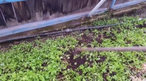 заделка сидератов в землю осенью в теплице