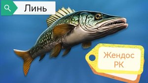 Как поймать линя?