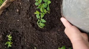 раскрываю свою рассаду