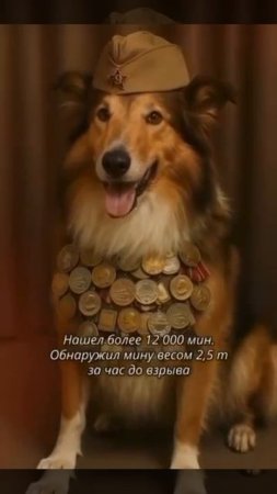Четвероногие герои войны.