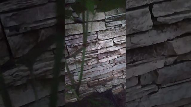 Перец острый Халапеньо Пурпурный, Jalapeño Purple variegata смотреть онлайн