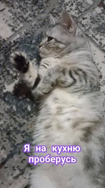 не горит светильник... 🤣🤣🤣 #cat #кошки #любимыеживотны смотреть онлайн