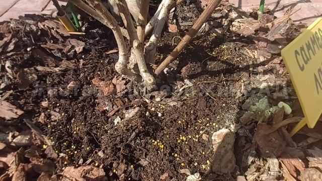 АКТУАЛЬНО- подкормка Гортензии Осмокот✅ Подписывайт? смотреть онлайн