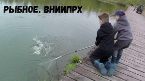 Свинофорель в Рыбном