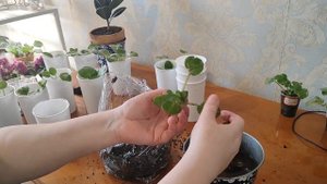 Пересадка фиалок в минеральный грунт