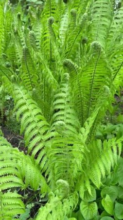 Лесной папоротник #garden #садиогород #растения
