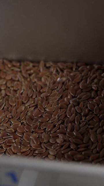 Работа нашей лаборатории. Считаем массу тысячи семян. смотреть онлайн