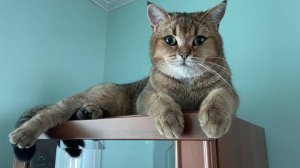 Сильвер на шкафу. Разница в возрасте.