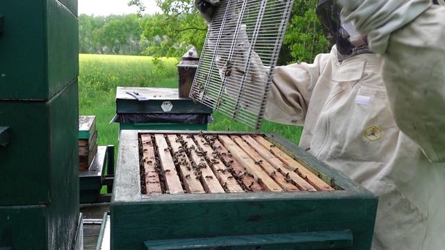 читаю пчелу и реагирую ...... смотреть онлайн